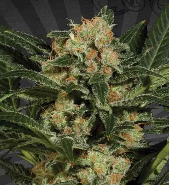 Candy Kush 2