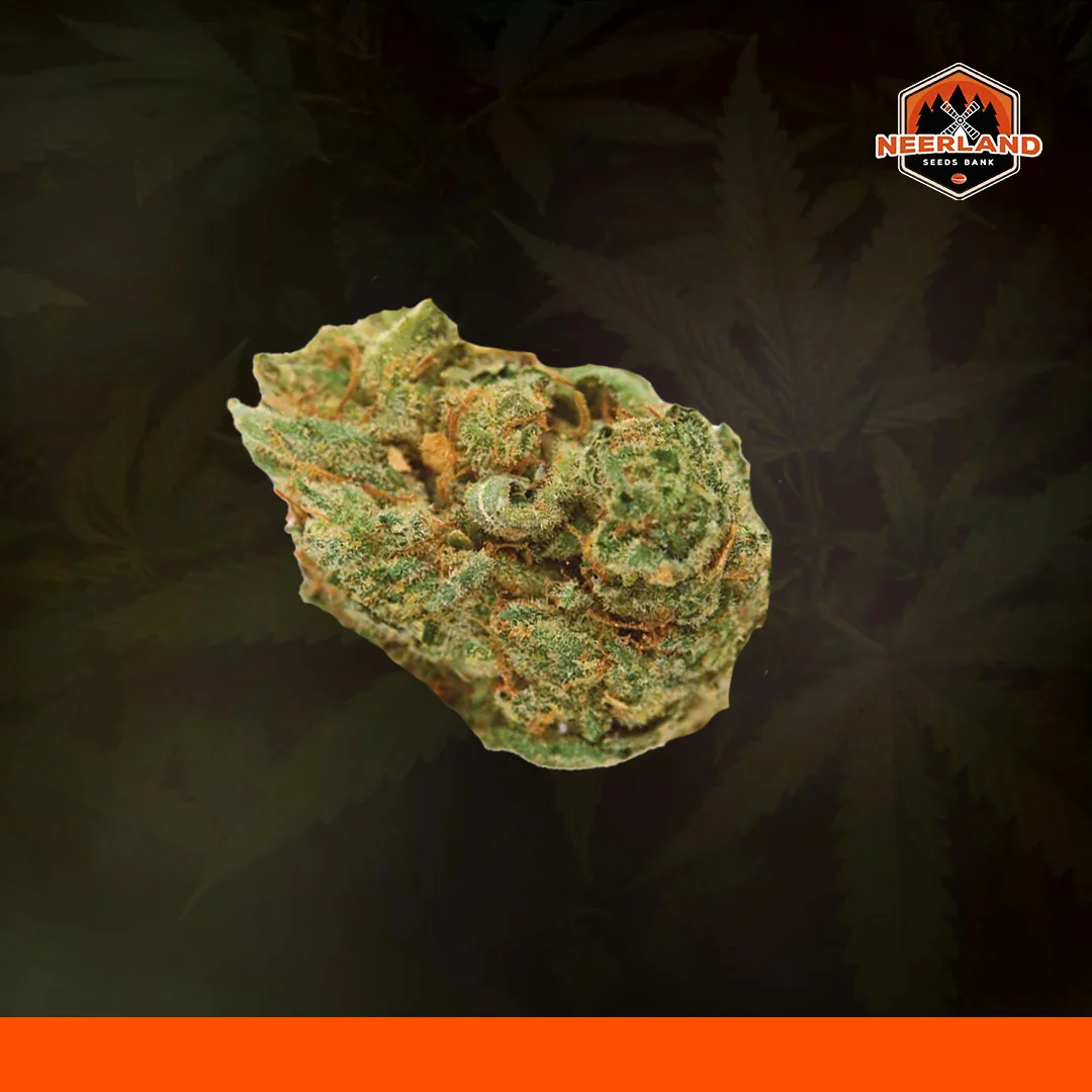 Special Flush Cbg 5