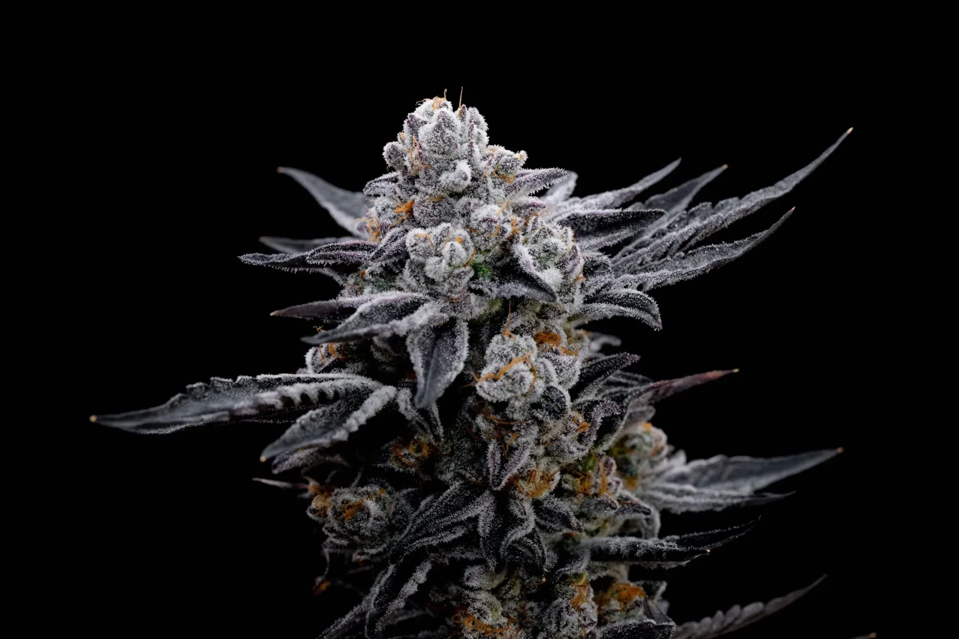 Gelato Black