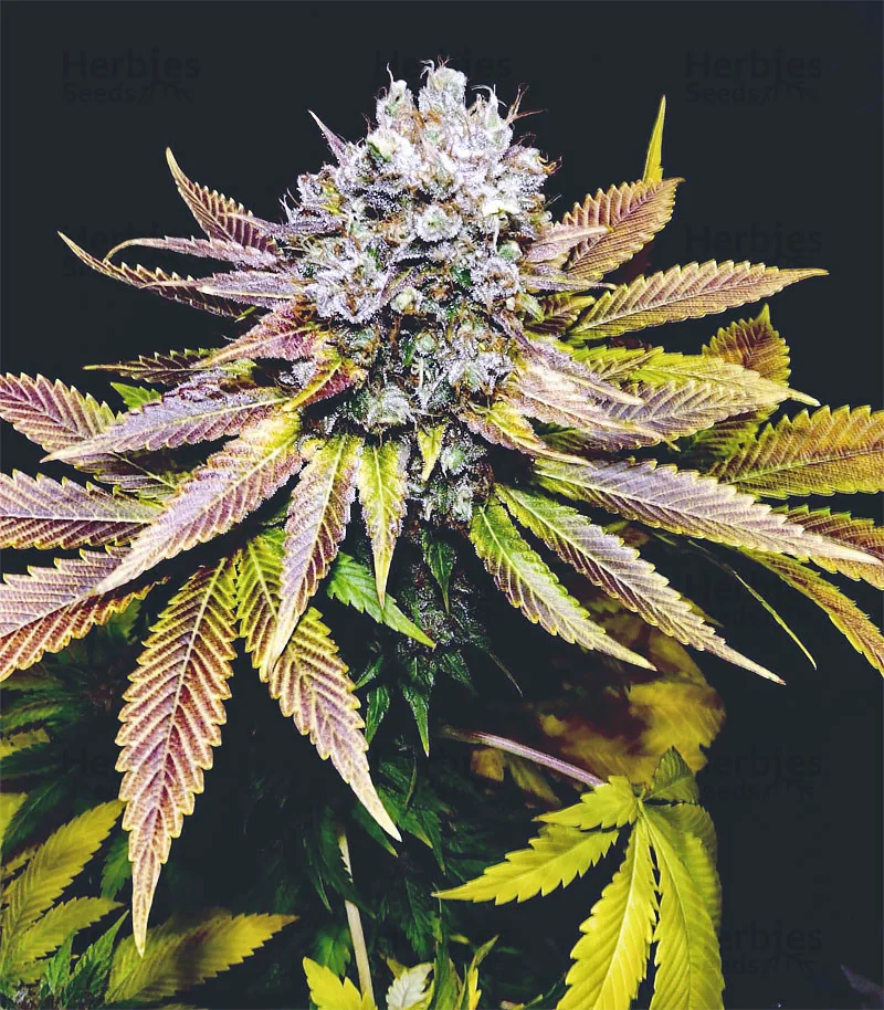 Blueberry Og