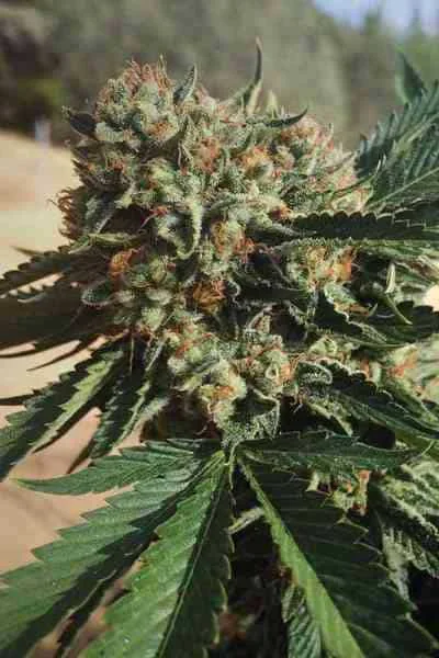 Sapphire Og