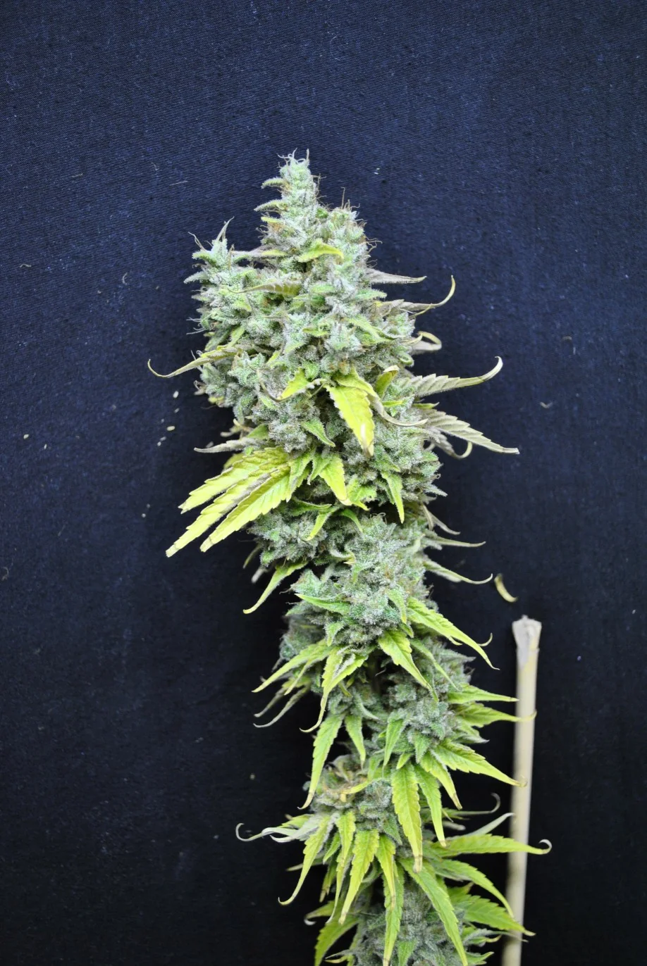Cbd Skunk Haze 5