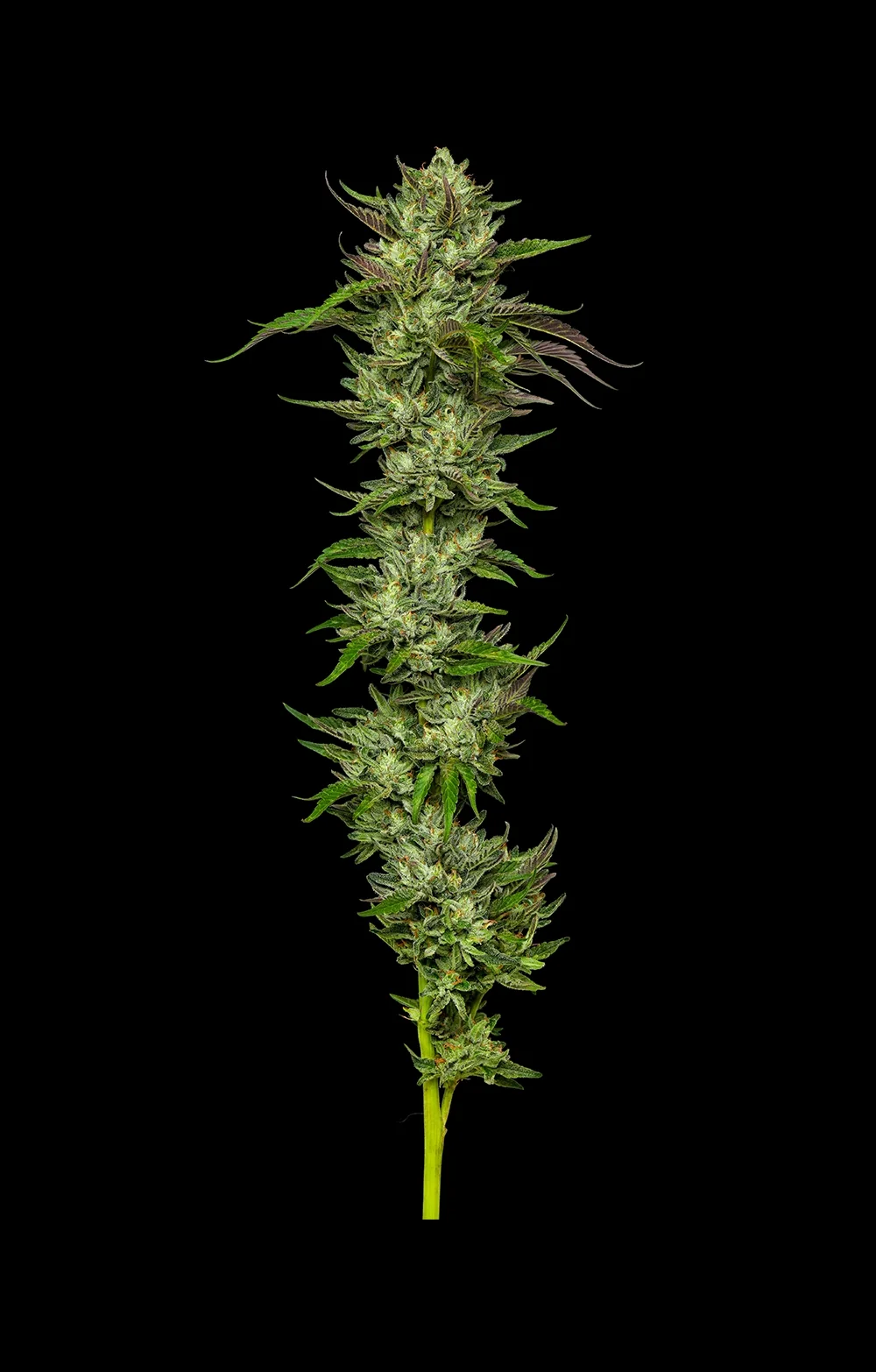 Collie Man Kush 2