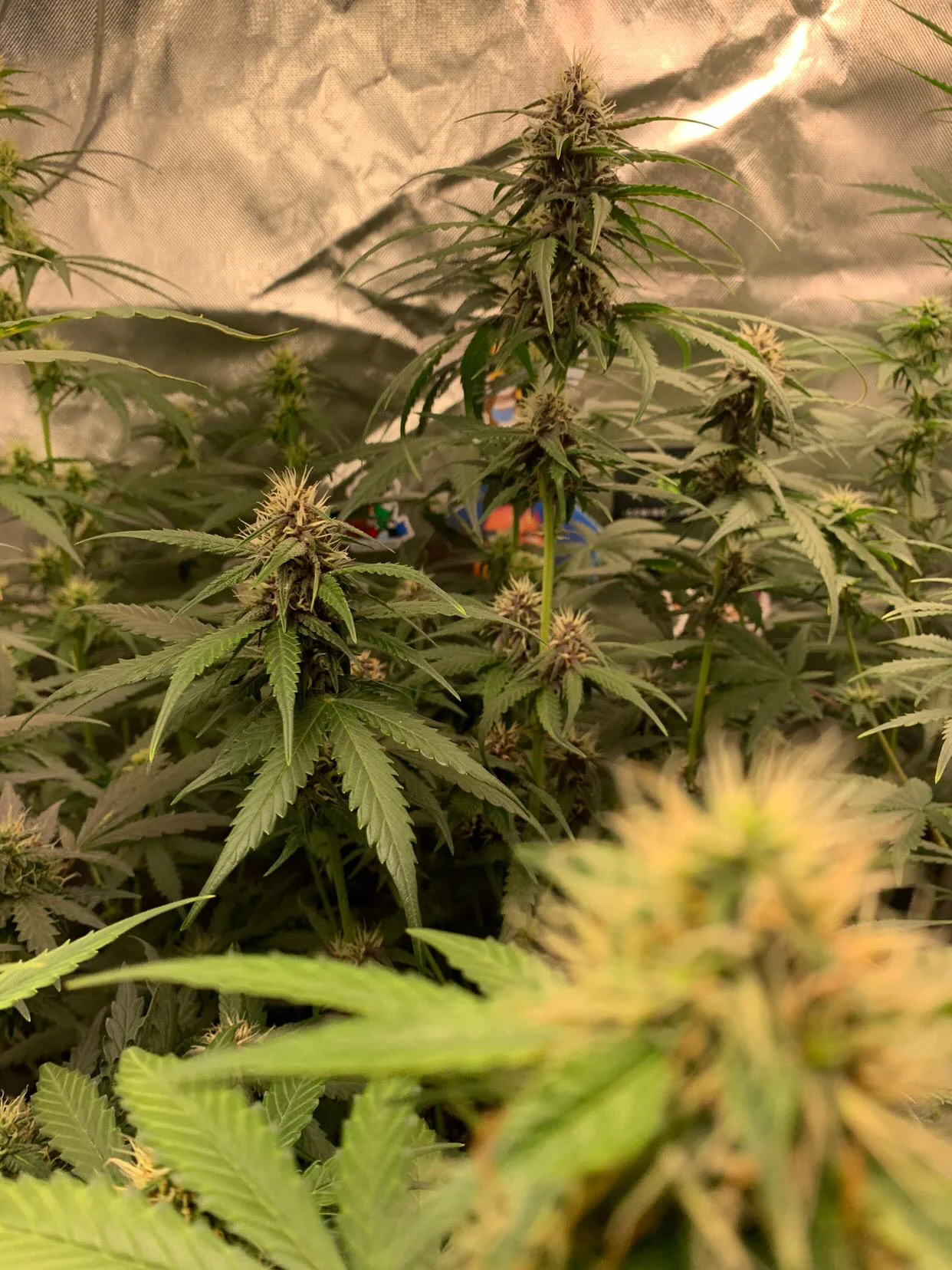 Gorilla Glue 4