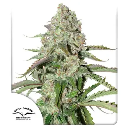 Colorado Cookies