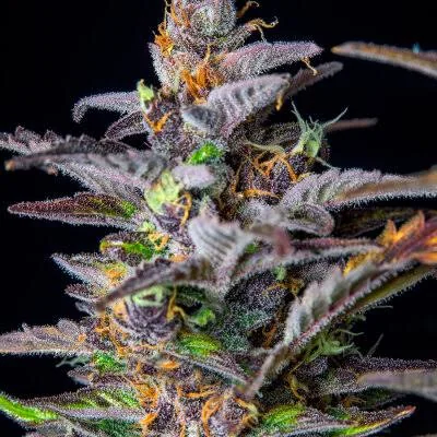 Melon Og 2