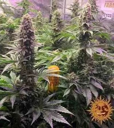 Tropicanna Banana 3