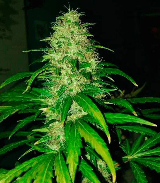 Fresh Candy