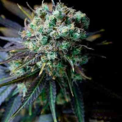Dinamed Cbd 3