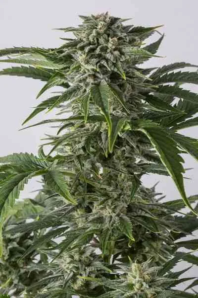 Bubba Kush 3