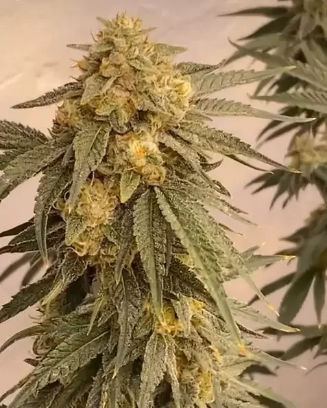 Cranberry Z Bomb 4