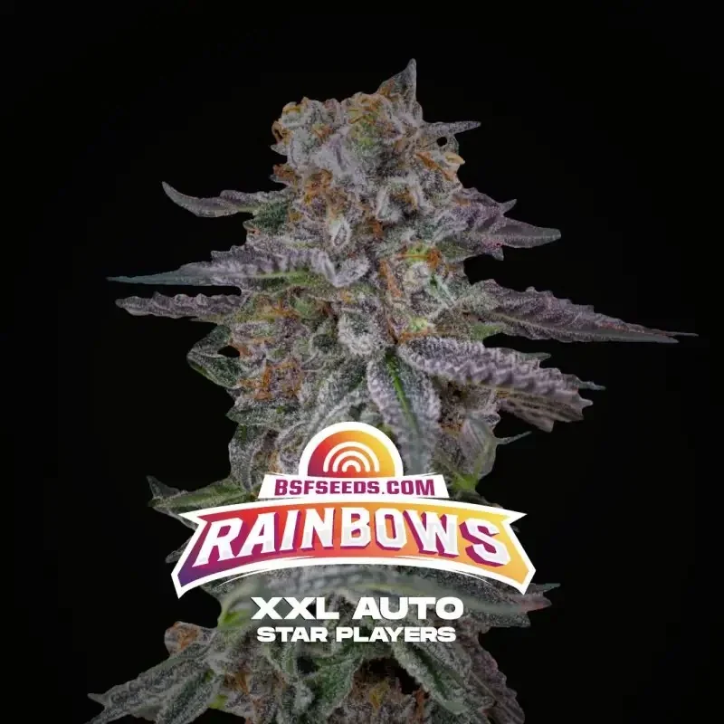 Rainbows Xxl