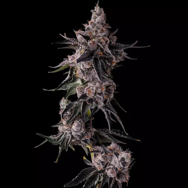 Lemon Cherry Pave 2