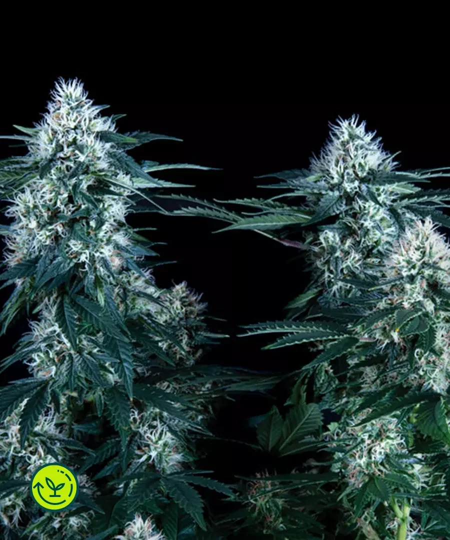 Critical Plus
