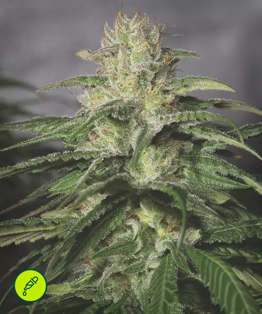O G Kush