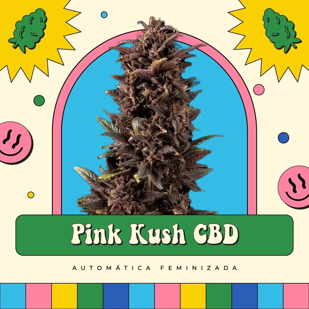 Pink Kush Cbd