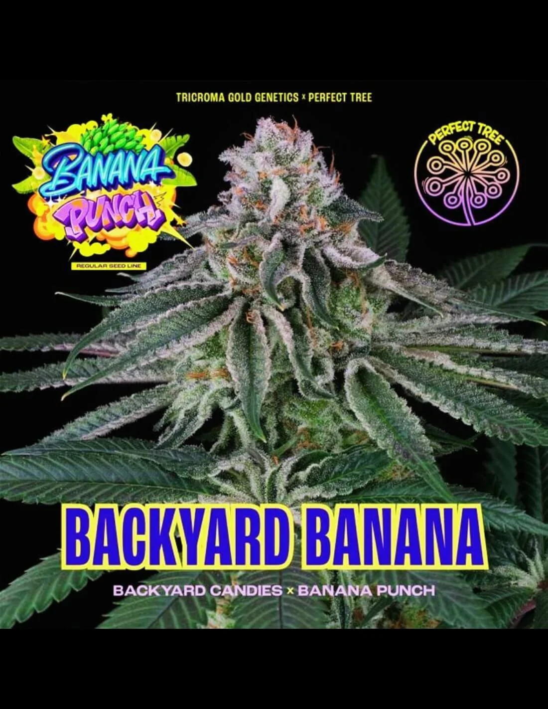 Backyard Banana 3