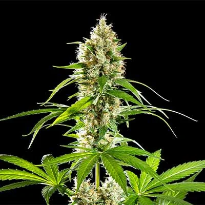 Sunset Sherbet