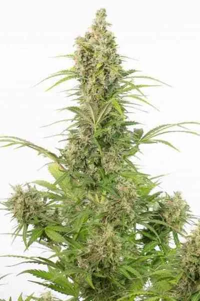 White Widow Cbd