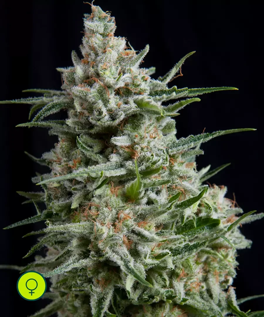Larry Og