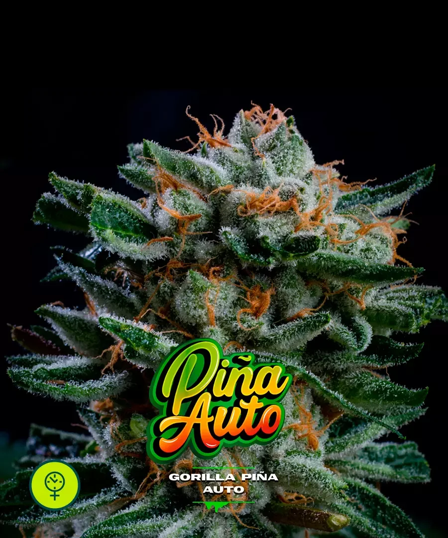 Gorilla Pina