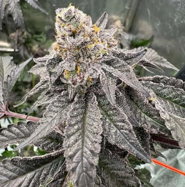 Gary Sherbert