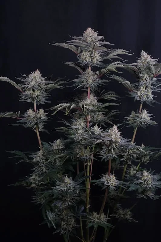 Mendo Frost 2