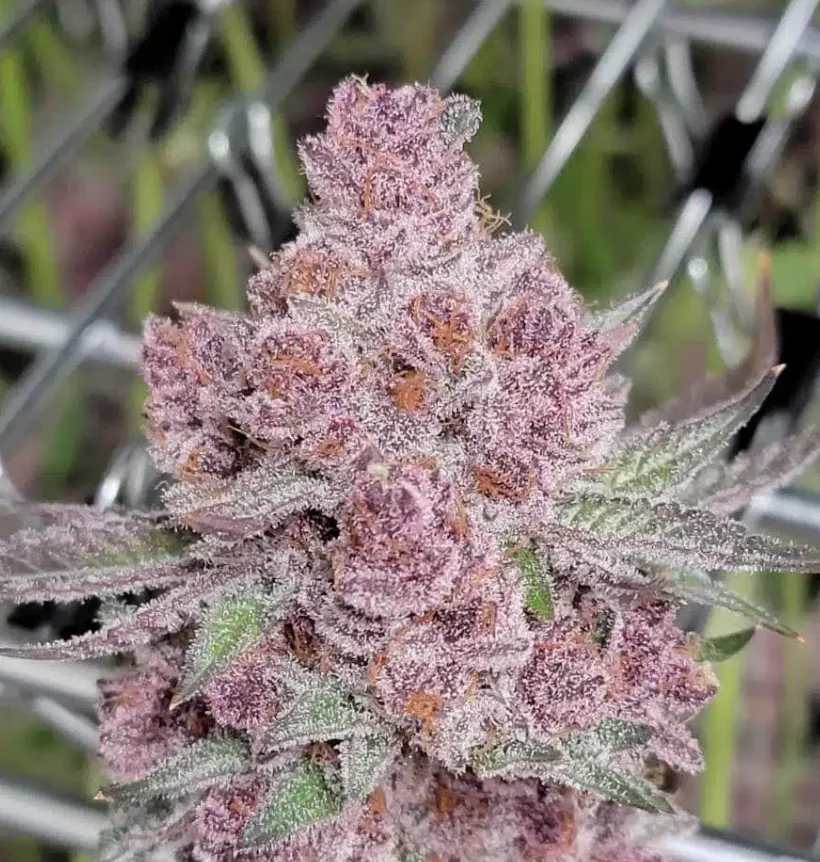 Tropicana Cherry