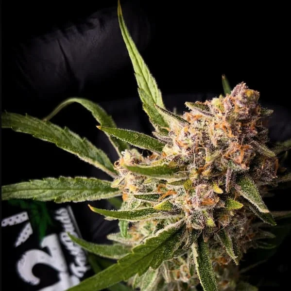 Mendo Guava