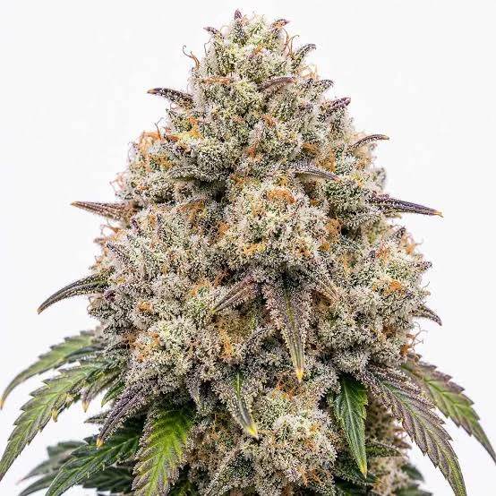 Candy