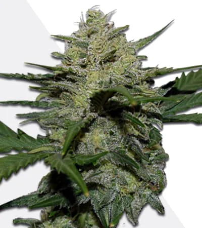Girl Scout Cookies