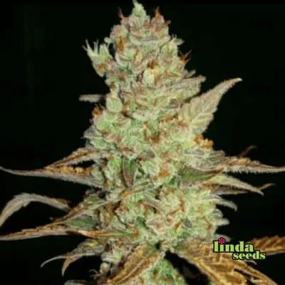 Mimosa 3