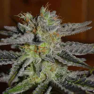 Double Black 2