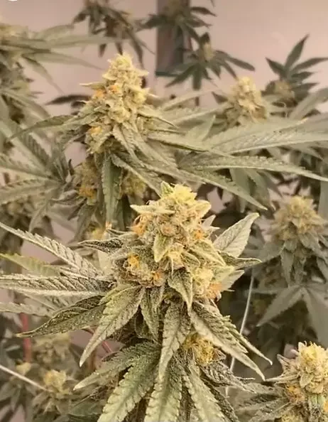 Cranberry Z Bomb 5
