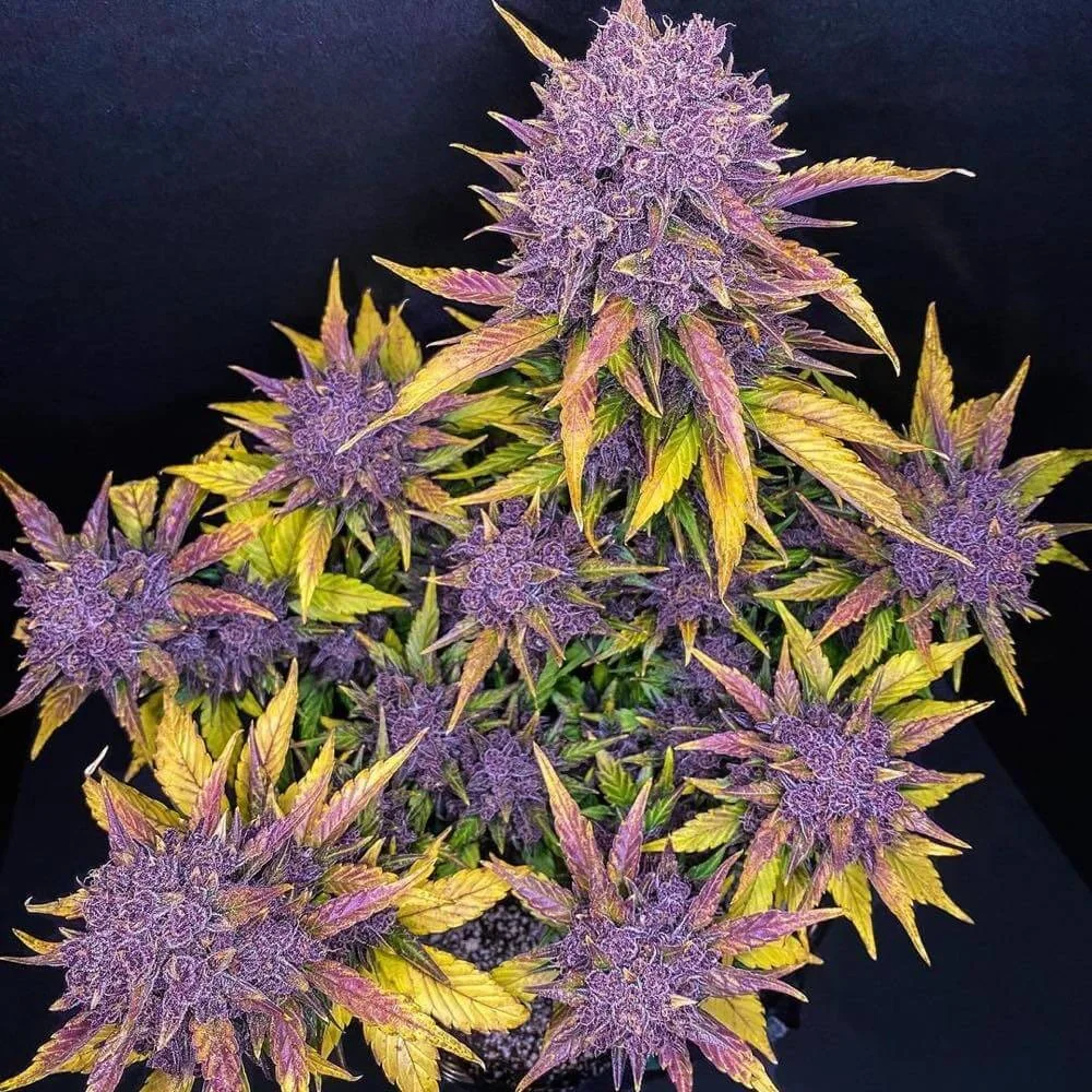 Purple Lemon