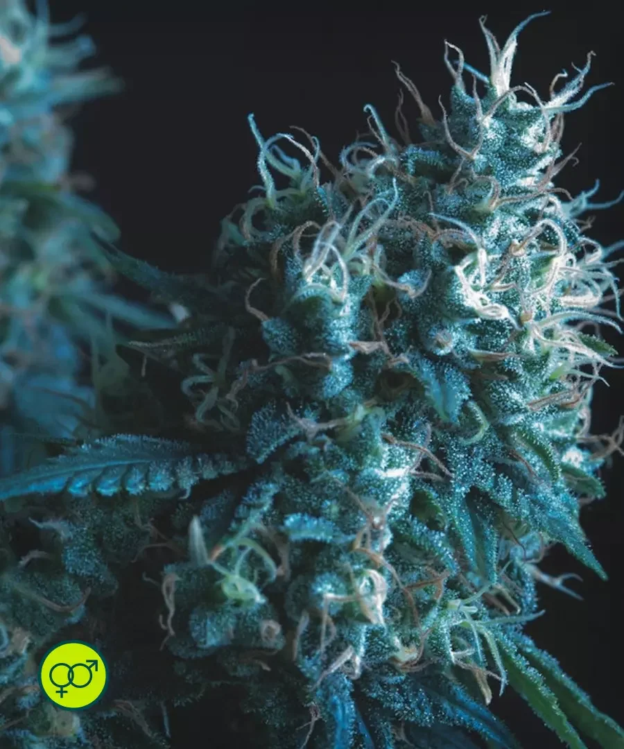 Cookies Kush