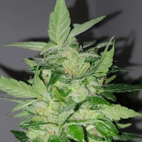Sour Diesel Cbd