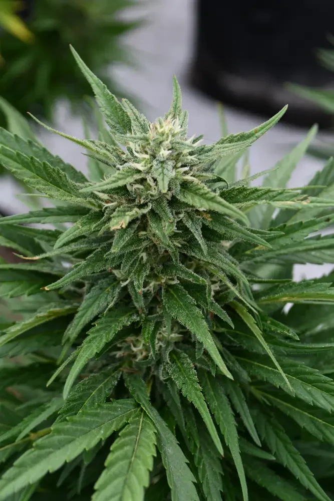 Sour Diesel Cbd