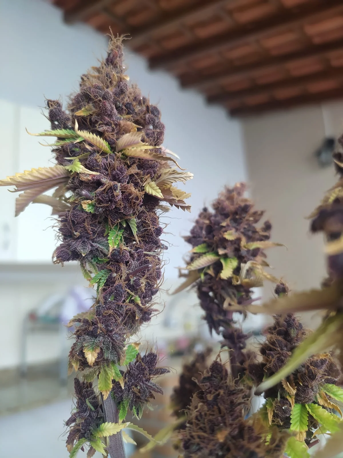 Mimosa Evo
