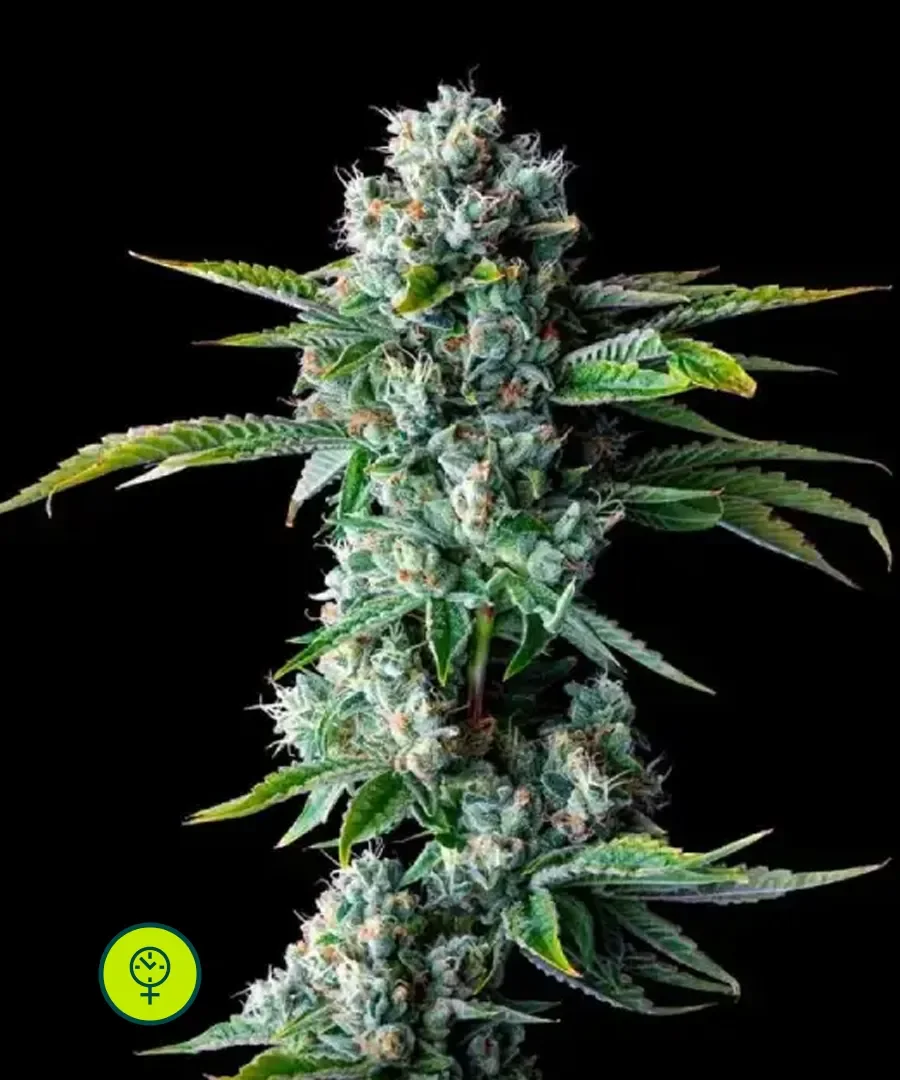 Walker Kush