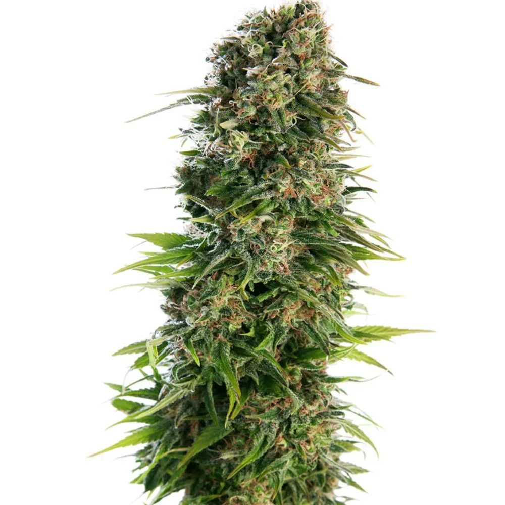 Skunk