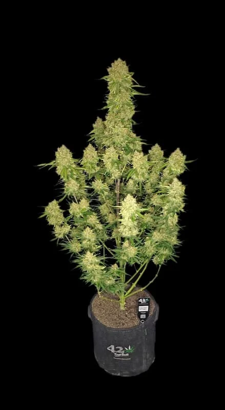 Mendo Guava 2