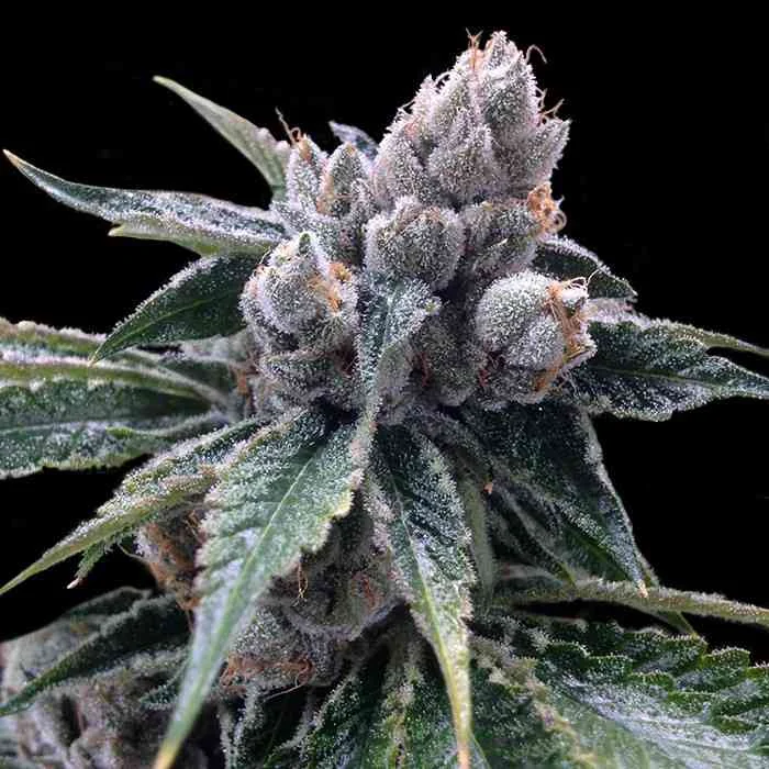 White Walker Kush 2