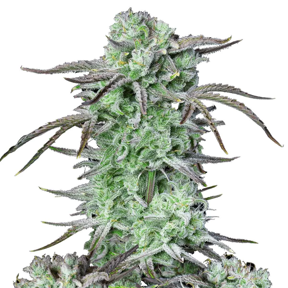 Strawberry Banana
