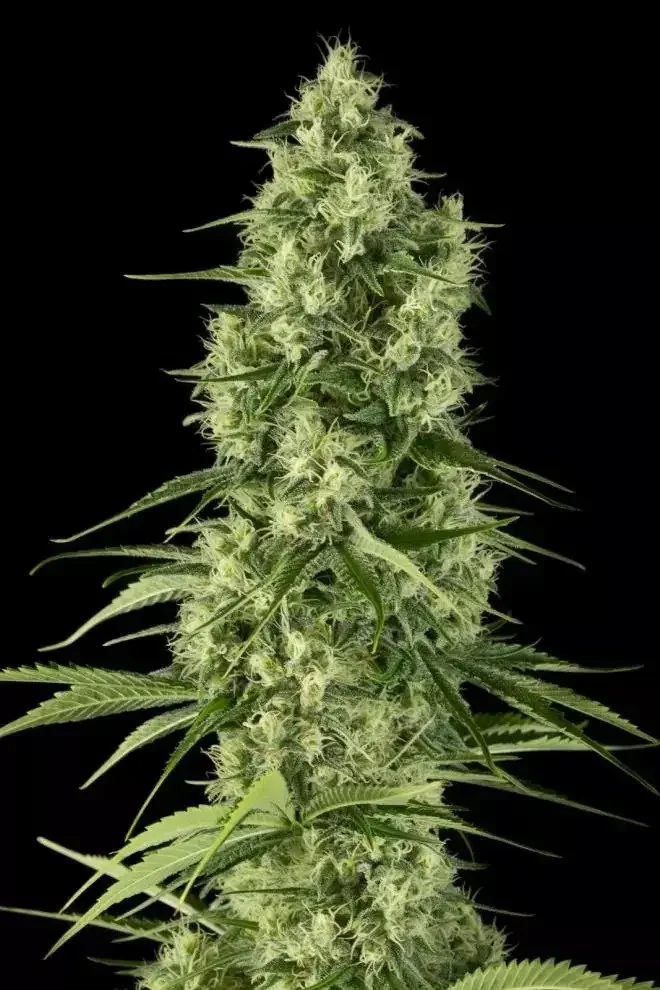 Altai Cbd Latitudsurseeds