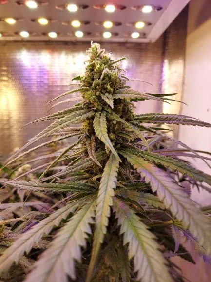 Critical Widow