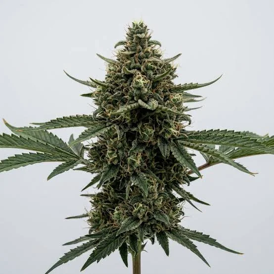 Mk Ultra