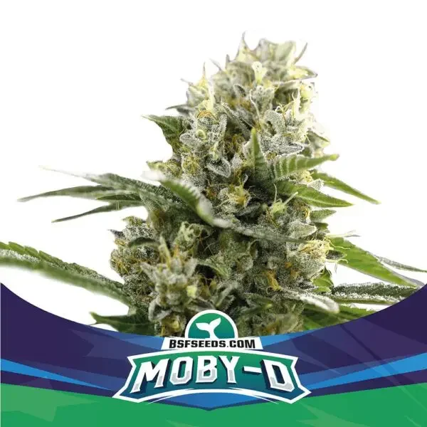 Moby D
