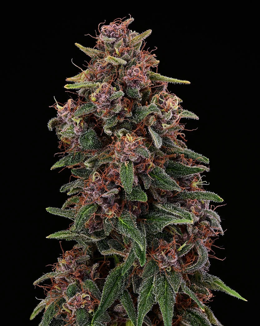 Amaretto Tarmac