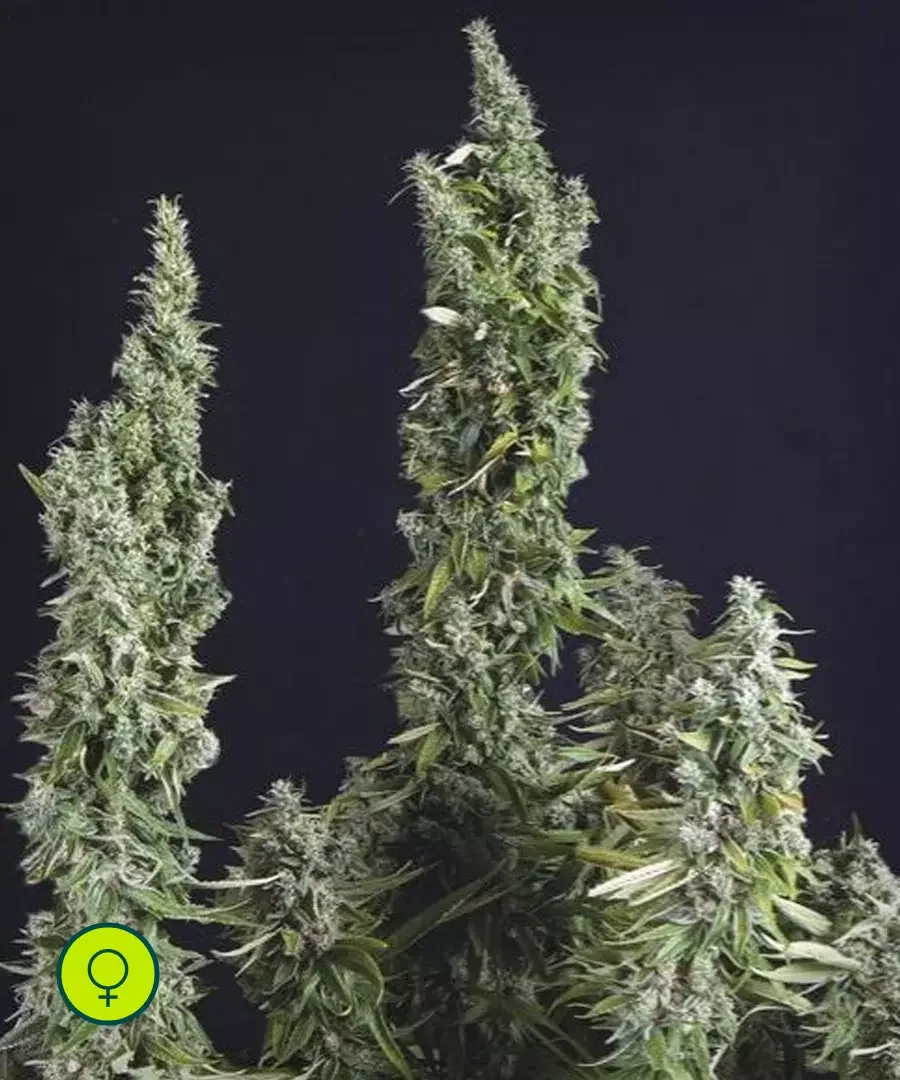 Og Kush